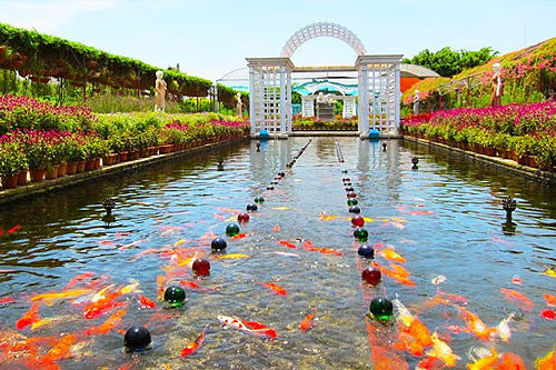 广州南沙新万顷沙百万葵园,看100年的历史去广州