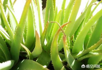 芦荟叶子变紫是什么原因,芦荟叶子变黄了什么原因还有救吗