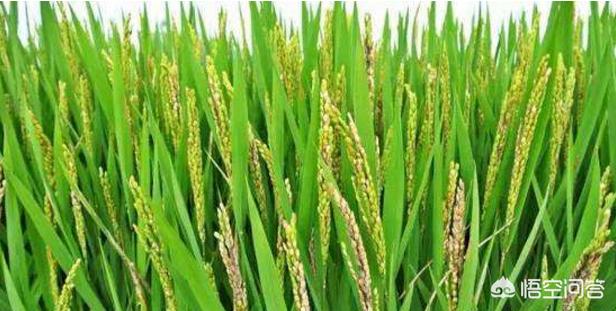 水稻后期氮肥过多怎么办,水稻后期缺肥会怎样