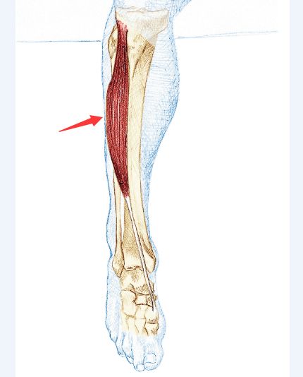 为什么跑步小腿酸痛怎么治疗,跑步哪些行为会造成小腿肌肉疼痛
