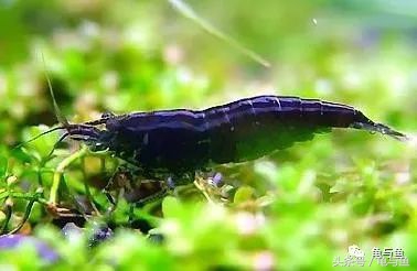 淡海除藻最好的方法,海水除藻