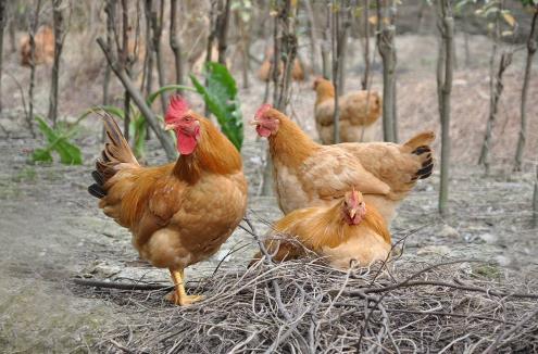 90后大学生回乡创业养鸡,养鸡致富的创业方法