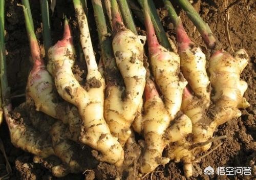 生姜种植技术怎么施肥视频,生姜种植技术和施肥方法视频