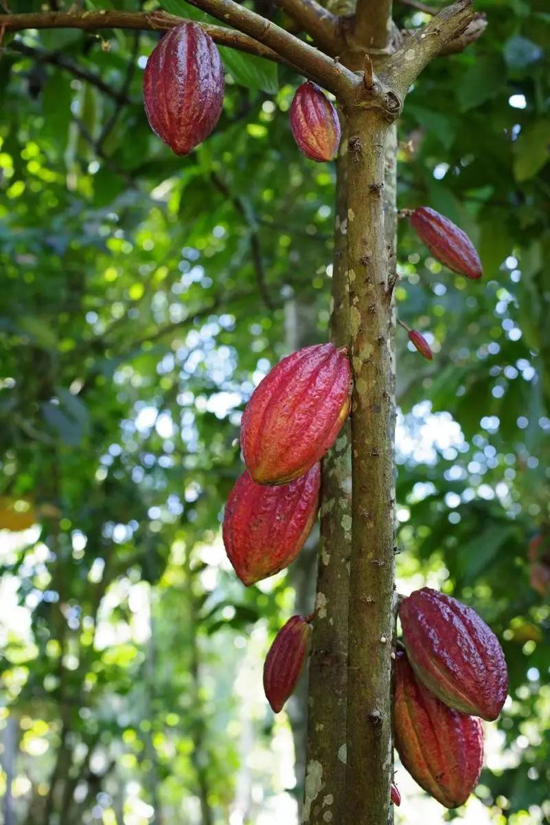 鐞嗗厜瀹惧緱k1浜屼唬瑙嗛,浣撻獙鐩告満