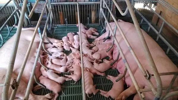 猪人工授精最容易被忽视的细节