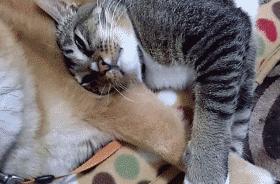 巨蟹座就是很黏人,巨蟹座超级黏人