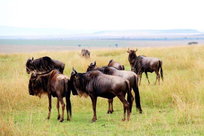 12天肯尼亚动物大迁徙自驾之旅,肯尼亚动物旅行