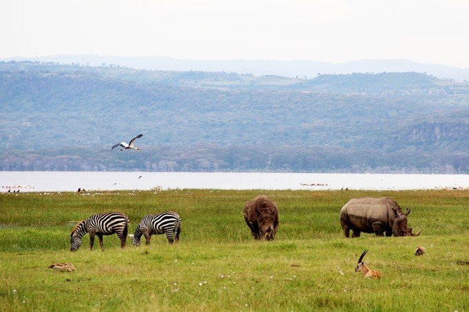 12天肯尼亚动物大迁徙自驾之旅,肯尼亚动物旅行