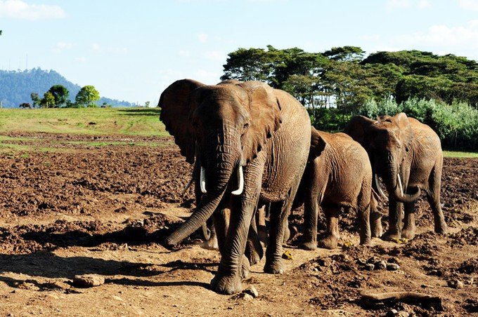 肯尼亚5天难忘的野生动物园,肯尼亚野生动物之旅