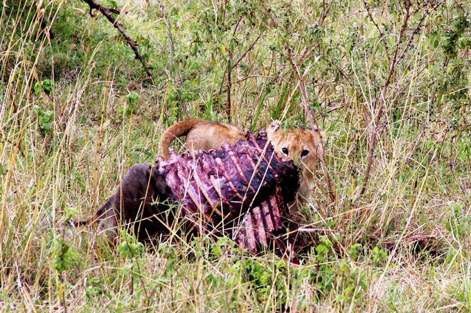 12天肯尼亚动物大迁徙自驾之旅,肯尼亚动物旅行