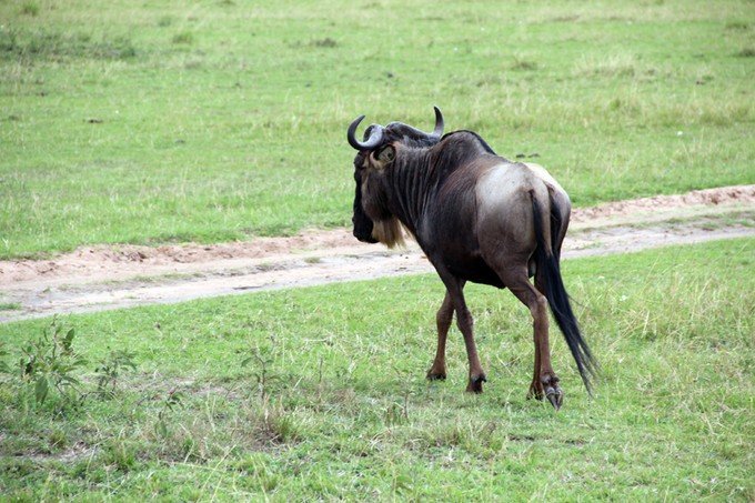 肯尼亚5天难忘的野生动物园,肯尼亚野生动物之旅