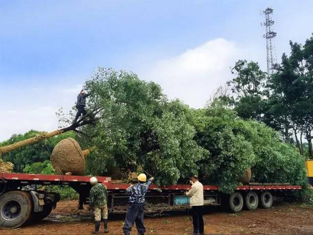 迪士尼新项目建造,万达迪士尼