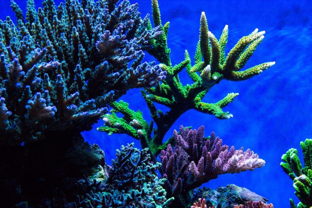 北欧古法缸,记录原生缸养鱼过程