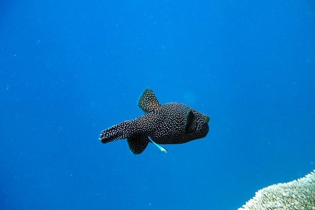 马尔代夫莉莉岛怎么玩,马尔代夫莉莉岛出海项目