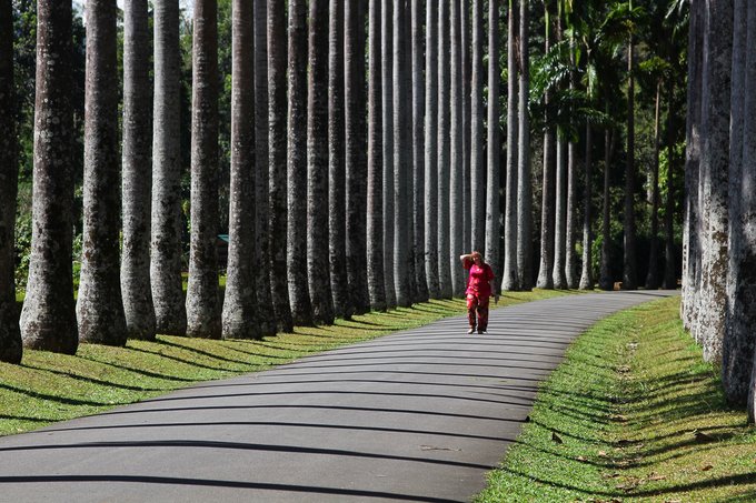 锡兰,九野,春天里@2016