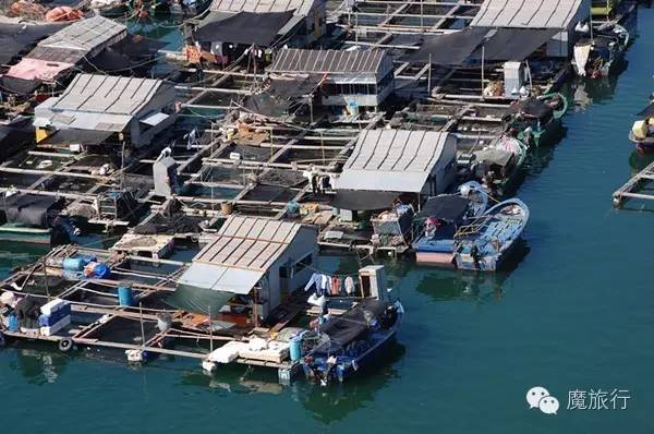 海南的海岛旅游南湾猴岛,推荐一个好地方南湾猴岛
