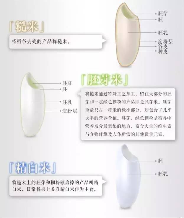 脚气病患者的福音,脚气病日本人