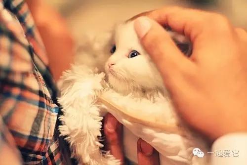 小奶猫试吃什么猫粮,小奶猫喂它们吃什么