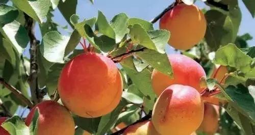 烟台常吃的水果有哪些,六月底七月初烟台的水果