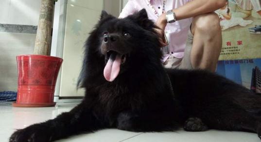 萨摩耶黑的,黑白色的萨摩耶长大后的样子