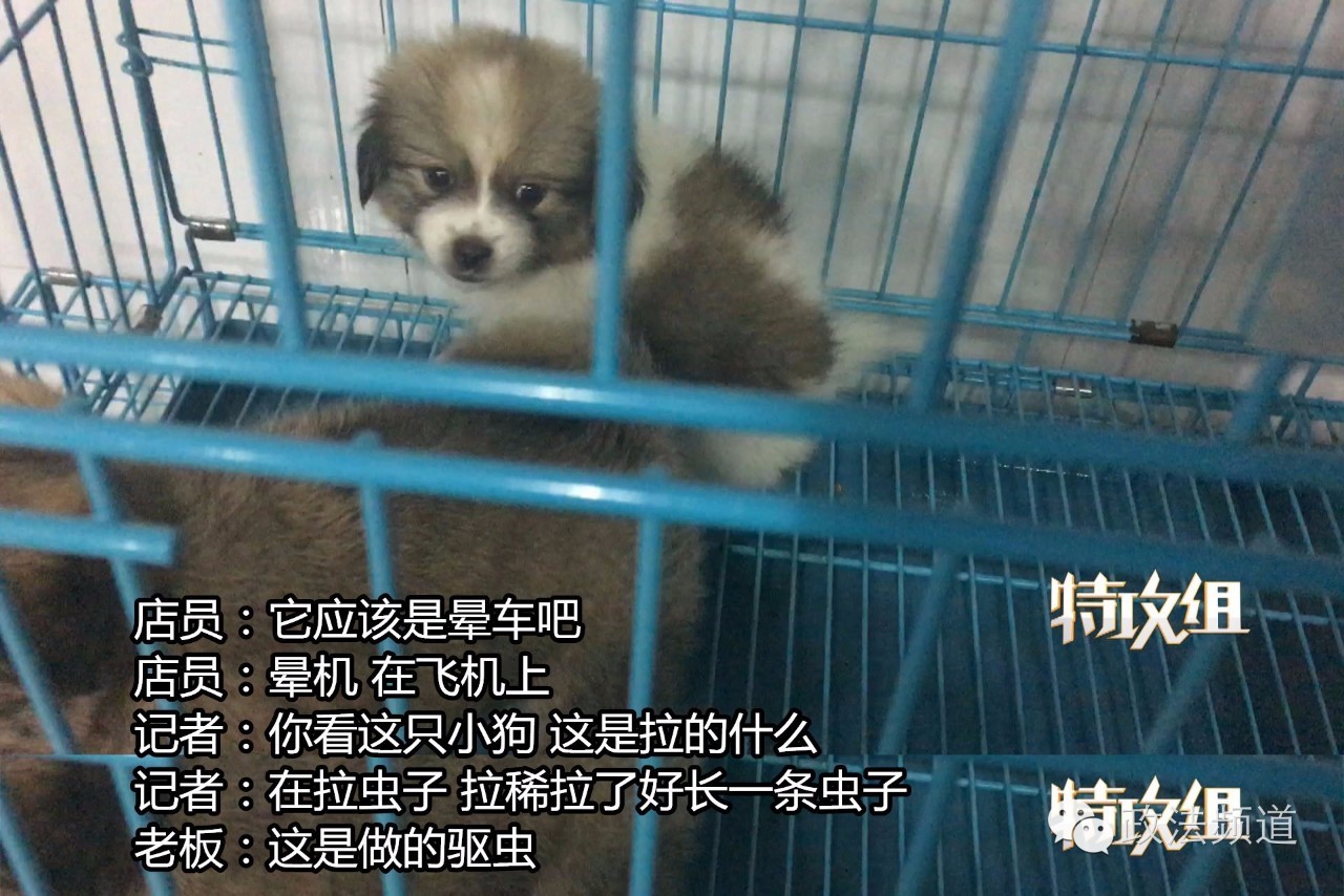 把狗买回家结果有病,购买宠物狗几天就死亡