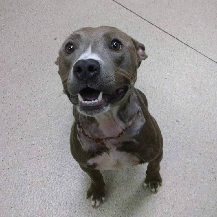 狗狗被蜇,狗狗疑似被蜜蜂蛰成球肿成馒头