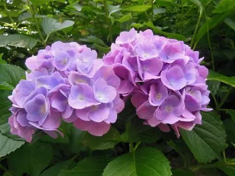 日本姑娘长什么样,想象中的日本是这样的吗