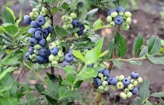 烟台常吃的水果有哪些,六月底七月初烟台的水果