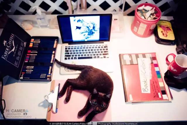 帕劳旅游景点视频,帕劳旅游真实生活