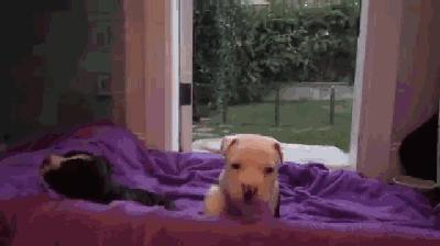 流浪狗怀孕的症状,流浪母狗生完崽是怎么活下来的