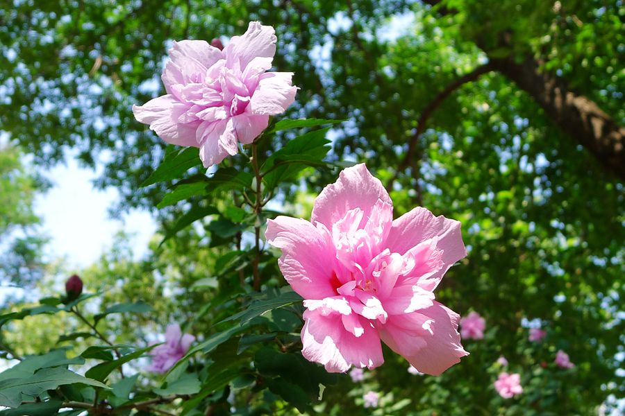 朝开暮落，转“蕣”即逝，植物里的人生况味