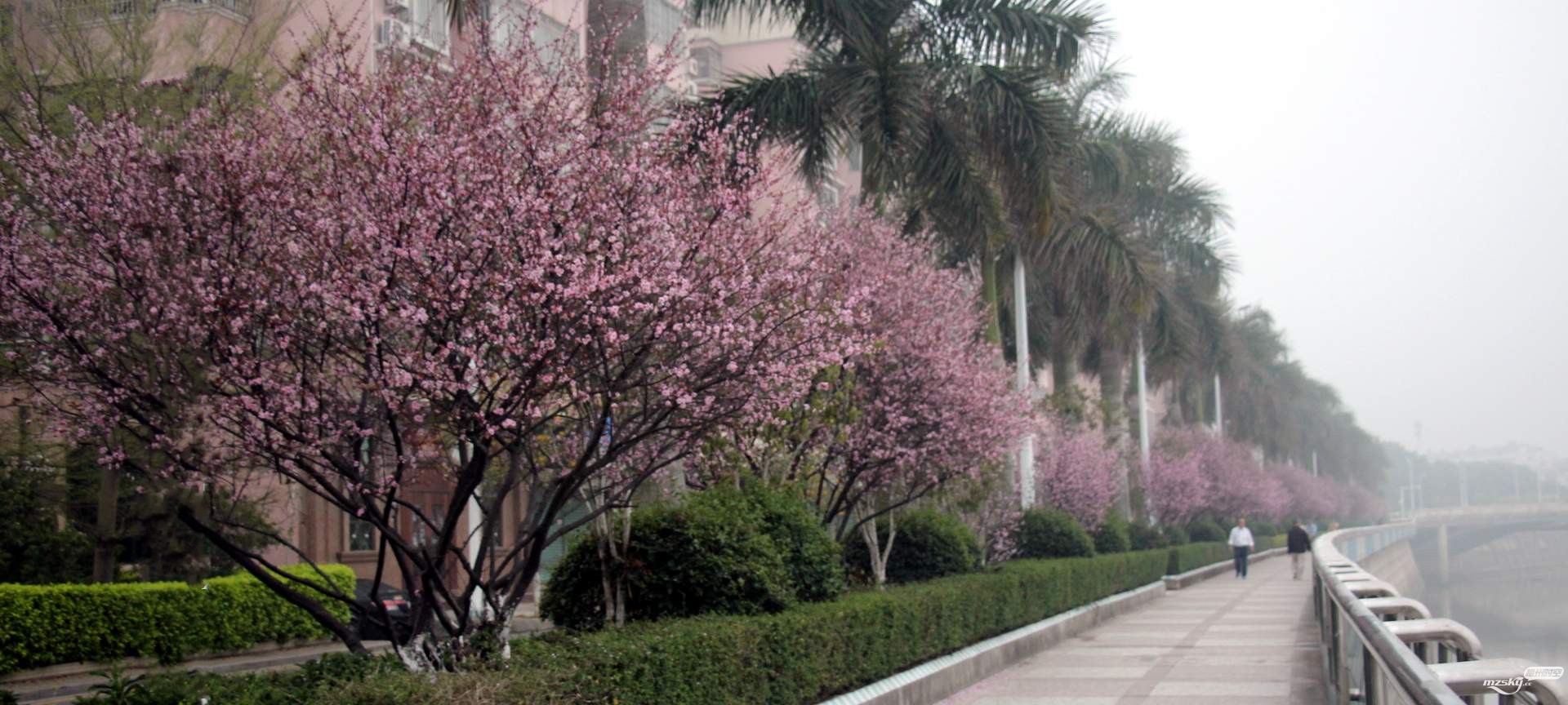 日本有樱花中国有什么花,日本有樱花还有什么花