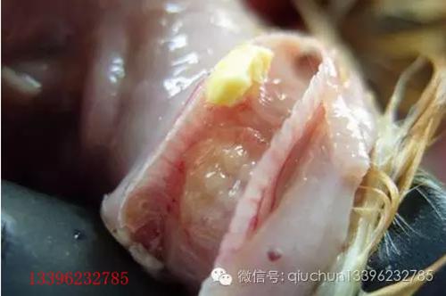 怎样防治鸡痘最有效,鸡痘怎么治疗用什么药