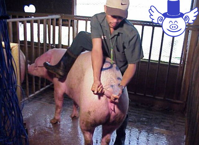 人工授精的成功率,人工授精是否能提高怀孕成功率