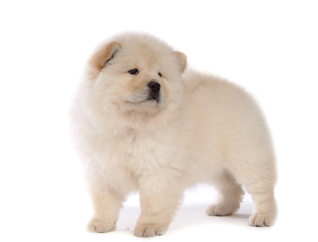 松狮霸气图片,松狮犬的特点有哪些