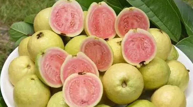 鸡屎果和番石榴叶有什么好处,鸡屎果和番石榴芭乐一样吗