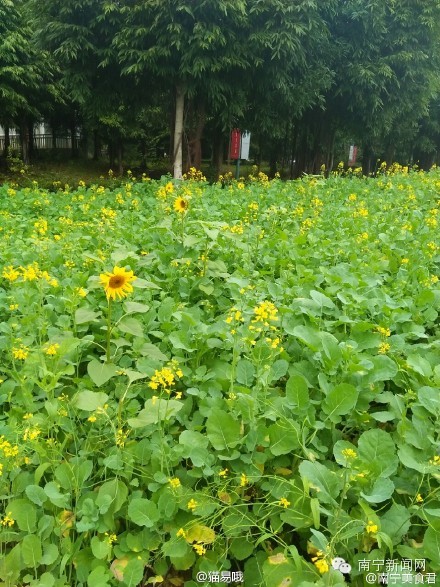 南宁漫山遍野的格桑花盛开,南宁最美小众花海