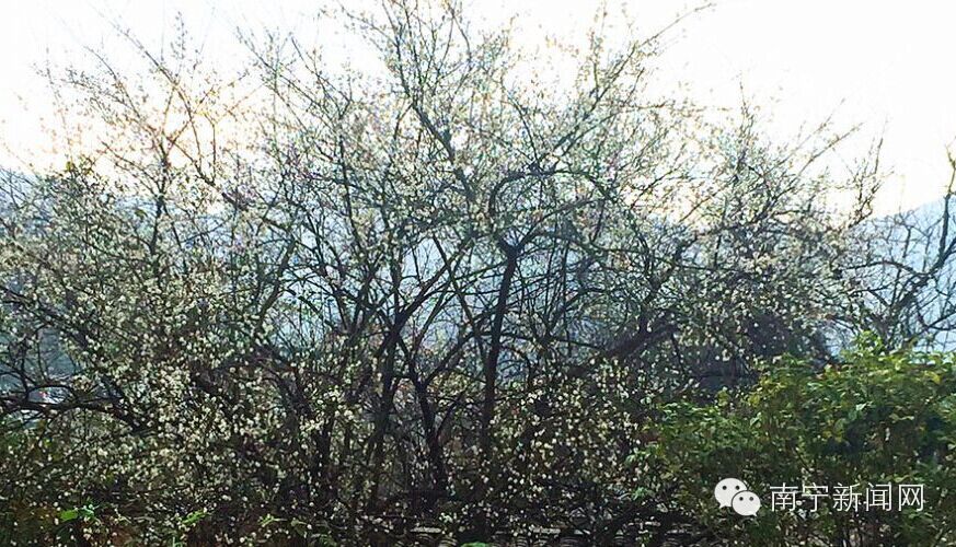 南宁漫山遍野的格桑花盛开,南宁最美小众花海