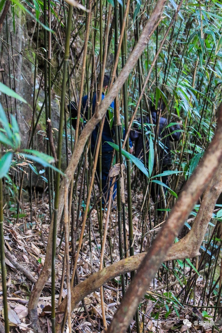 秘境杨梅,安吉杨梅溪