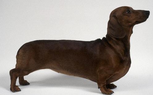 FCI的10个犬种组