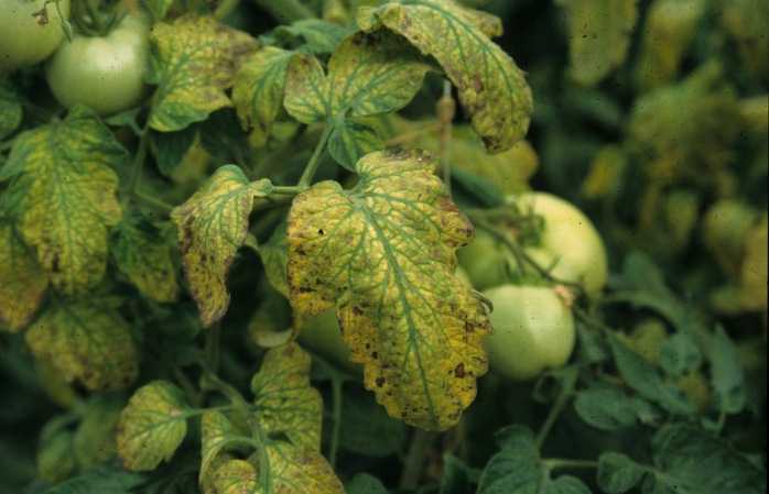 番茄向下卷叶是什么原因,番茄下部叶子卷起怎么回事