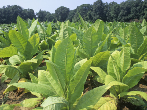 世纪之争解析,世纪之争