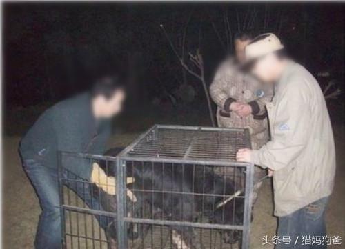 藏獒双眼流血苦等，生怕与主人错过，最终想了一个办法将带它走！