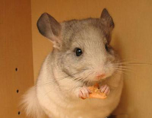 龙猫难养吗,龙猫为什么不适合养