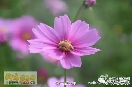 南宁漫山遍野的格桑花盛开,南宁最美小众花海