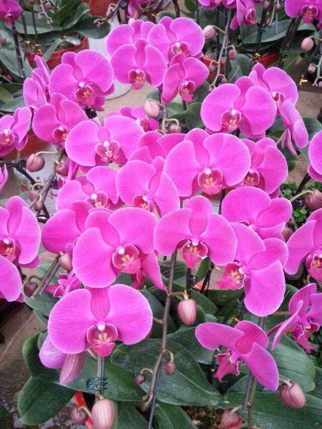 什么花属于吸毒植物,分享五款吸毒植物选盆搬回家吧