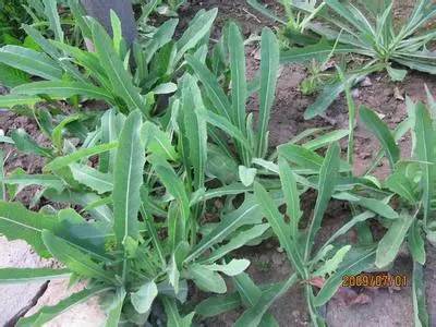 玉米田阔叶杂草怎么除,玉米田禾本科杂草怎么除