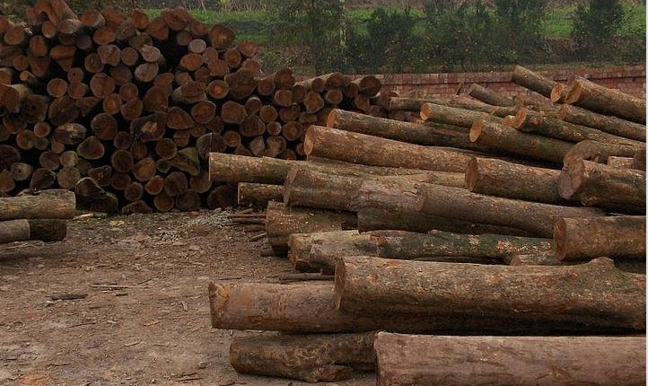 金丝楠木是高档家具材料吗,金丝楠木哪个朝代开始流行的