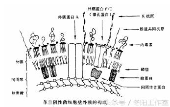 为什么革兰阴性菌可以使用青霉素,青霉素化不开怎么回事