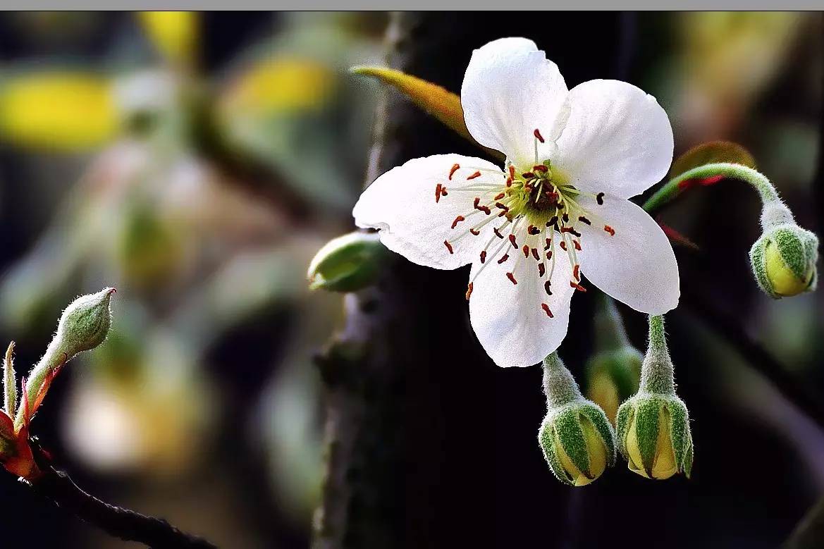 植物果实怎么分类,植物果实的分类